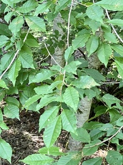 Prunus buergeriana