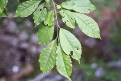 Prunus buergeriana