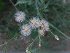 Cyanthillium cinereum