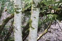 Prunus buergeriana