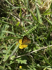 Lycaena