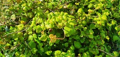 Fuchsia perscandens