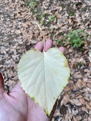 Hydrangea hydrangeoides