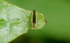 Lasiomiris albopilosus