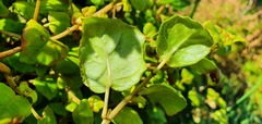 Fuchsia perscandens