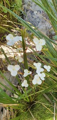 Libertia