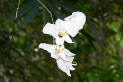 Phalaenopsis amabilis