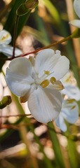 Libertia