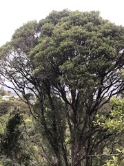 Metrosideros robusta