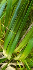 Libertia