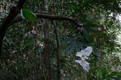 Phalaenopsis amabilis
