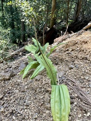 Calanthe discolor