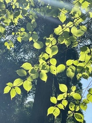 Stachyurus praecox
