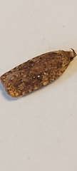 Agonopterix heracliana
