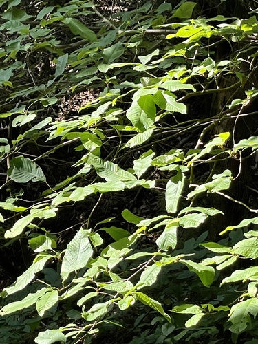 Meliosma myriantha (Meliosma myriantha)