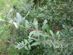 Salix gmelinii