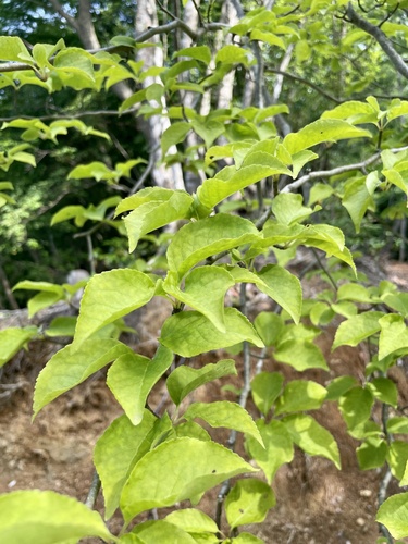 Ilex macropoda, photograph 6