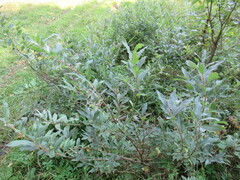 Salix gmelinii
