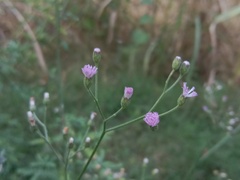 Cyanthillium cinereum