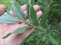 Salix gmelinii