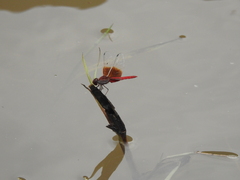 Brachythemis lacustris