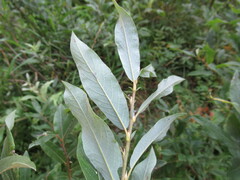 Salix gmelinii