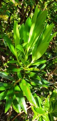 Pimelea longifolia