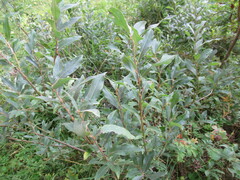 Salix gmelinii