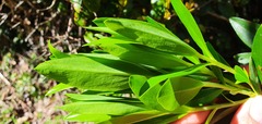 Pimelea longifolia
