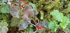 Gunnera monoica
