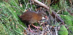 Gallirallus australis australis