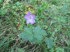 Geranium wlassovianum