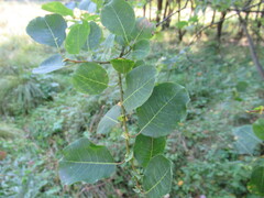 Salix pyrolifolia