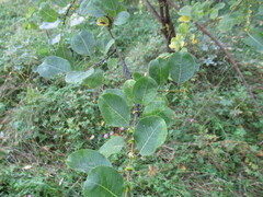 Salix pyrolifolia