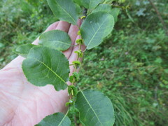 Salix pyrolifolia