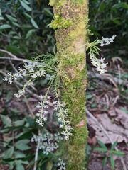 Phymatidium delicatulum