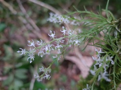 Phymatidium delicatulum