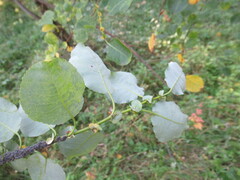 Salix pyrolifolia