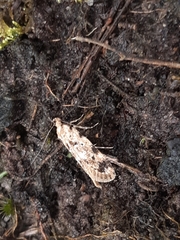 Barea exarcha