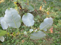 Salix pyrolifolia
