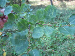 Salix pyrolifolia