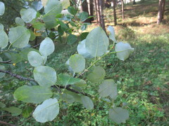 Salix pyrolifolia