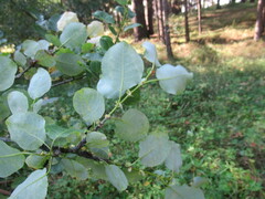 Salix pyrolifolia