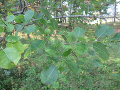 Salix pyrolifolia