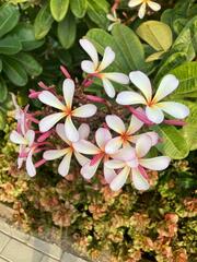 Plumeria