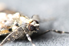 Pseudocoremia leucelaea