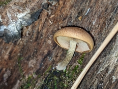 Pholiota parvula