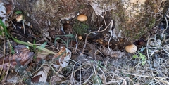 Pholiota parvula