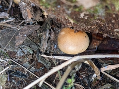 Pholiota parvula