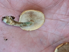 Pholiota parvula